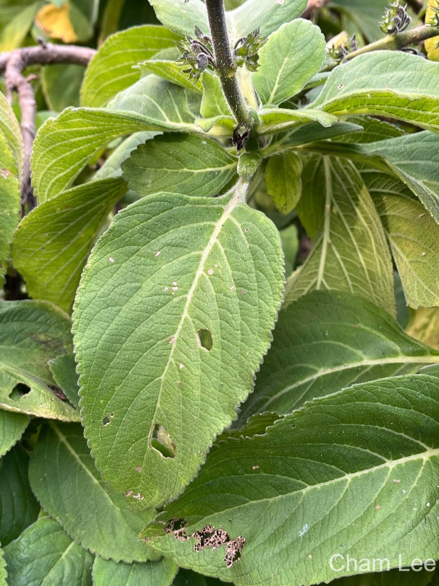 Coleus barbatus var. grandis (L.H.Cramer) A.J.Paton